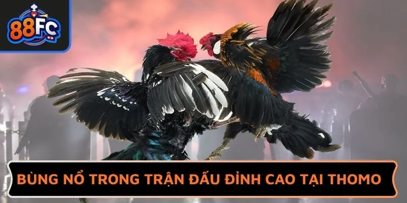 Bùng nổ trong trận đấu đỉnh cao tại đá gà Thomo