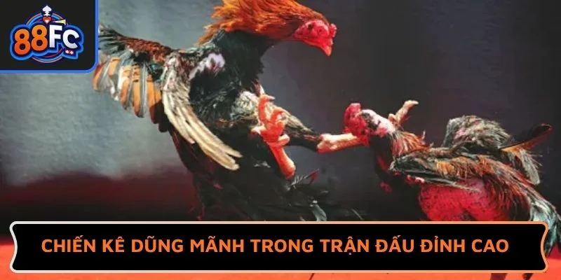 Chiến kê dũng mãnh trong trận đấu đỉnh cao