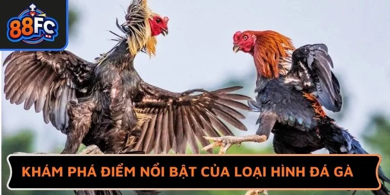Khám phá điểm nổi bật của loại hình đá gà