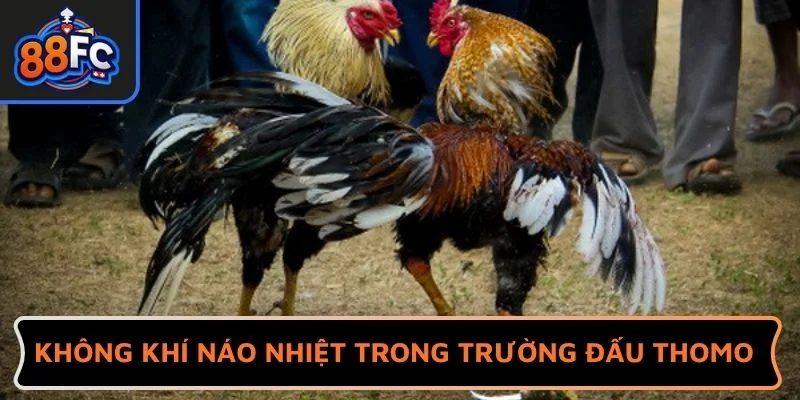 Không khí náo nhiệt trong trường đấu Thomo 